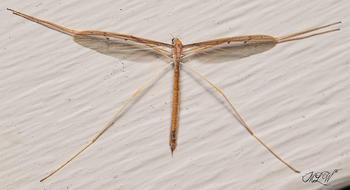 Pediciidae - Hairy-eyed Crane Flies ♀︎ Family Pediciidae (Hairy-eyed Crane Flies)<br />
Genus Pedicia<br />
subgenus Tricyphona<br />
 crane fly