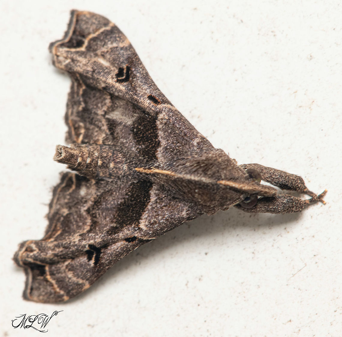 Palthis asopialis Faint-spotted Palthis Moth Faint-Spotted Palthis,Faint-spotted Palthis Moth,Palthis asopialis,moth