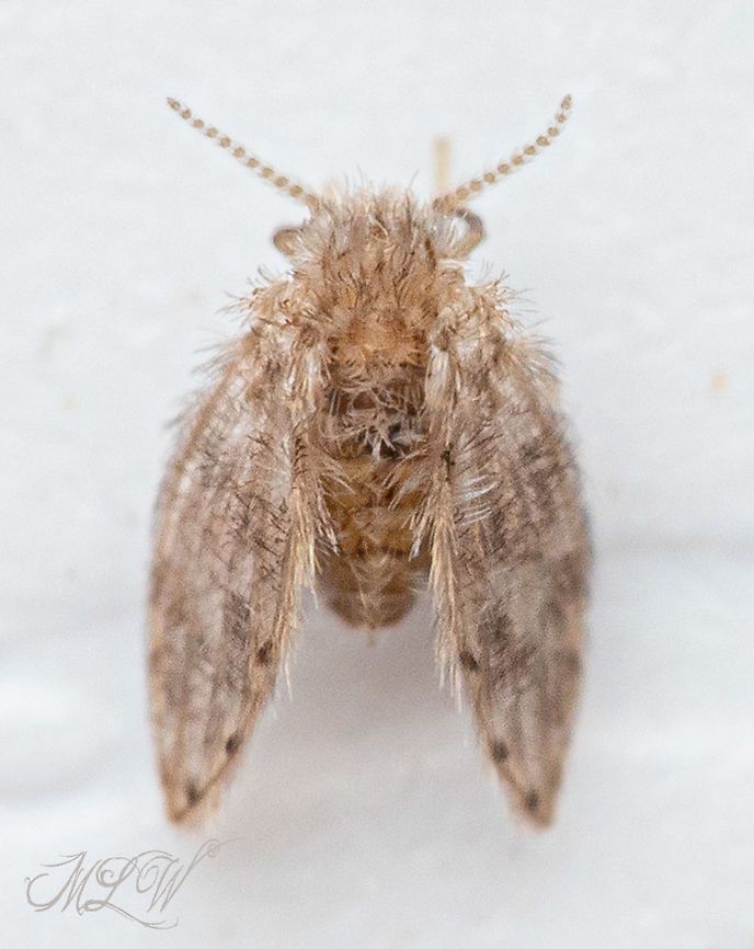 Moth Flies - Subfamily Psychodinae 1.5 mm length - Moth Flies - Subfamily Psychodinae  Moth Flies,Subfamily Psychodinae