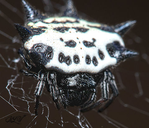 Gasteracantha cancriformis Spinybacked Orbweaver Gasteracantha cancriformis,Spinybacked Orbweaver