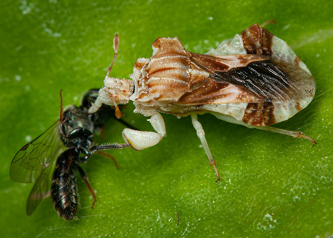 Phymata fasciata Ambush bug Ambush bug,Phymata Fasciata,Phymata fasciata