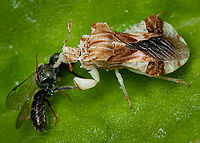 Phymata fasciata Ambush bug Ambush bug,Phymata Fasciata,Phymata fasciata