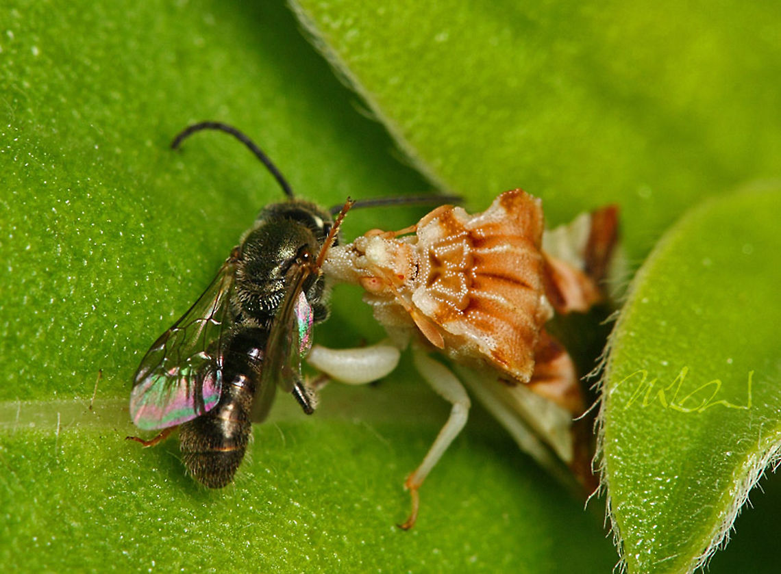 Phymata fasciata Ambush Bug<br />
<figure class="photo"><a href="https://www.jungledragon.com/image/102352/phymata_fasciata.html" title="Phymata fasciata"><img src="https://s3.amazonaws.com/media.jungledragon.com/images/4526/102352_thumb.jpg?AWSAccessKeyId=05GMT0V3GWVNE7GGM1R2&Expires=1763596810&Signature=%2FoKVbFVqJGg5z4e0dR4g%2F%2FD2quo%3D" width="200" height="144" alt="Phymata fasciata Ambush bug Ambush bug,Phymata Fasciata,Phymata fasciata" /></a></figure> Ambush Bug,Phymata Fasciata,Phymata fasciata