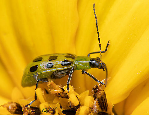 Diabrotica undecimpunctata Spotted cucumber beetle on Helianthus tuberosus (Jerusalem Artichoke) Diabrotica undecimpunctata,Spotted cucumber beetle