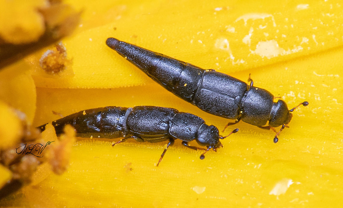 Conotelus obscurus Obscure Sap Beetle on Helianthus tuberosus (Jerusalem Artichoke) Conotelus obscurus,Obscure Sap Beetle
