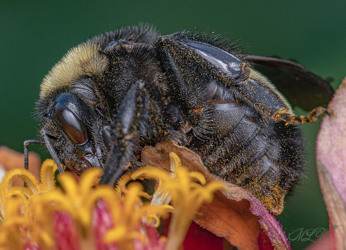 Bombus pensylvanicus American Bumble Bee American Bumble Bee,Bombus pensylvanicus