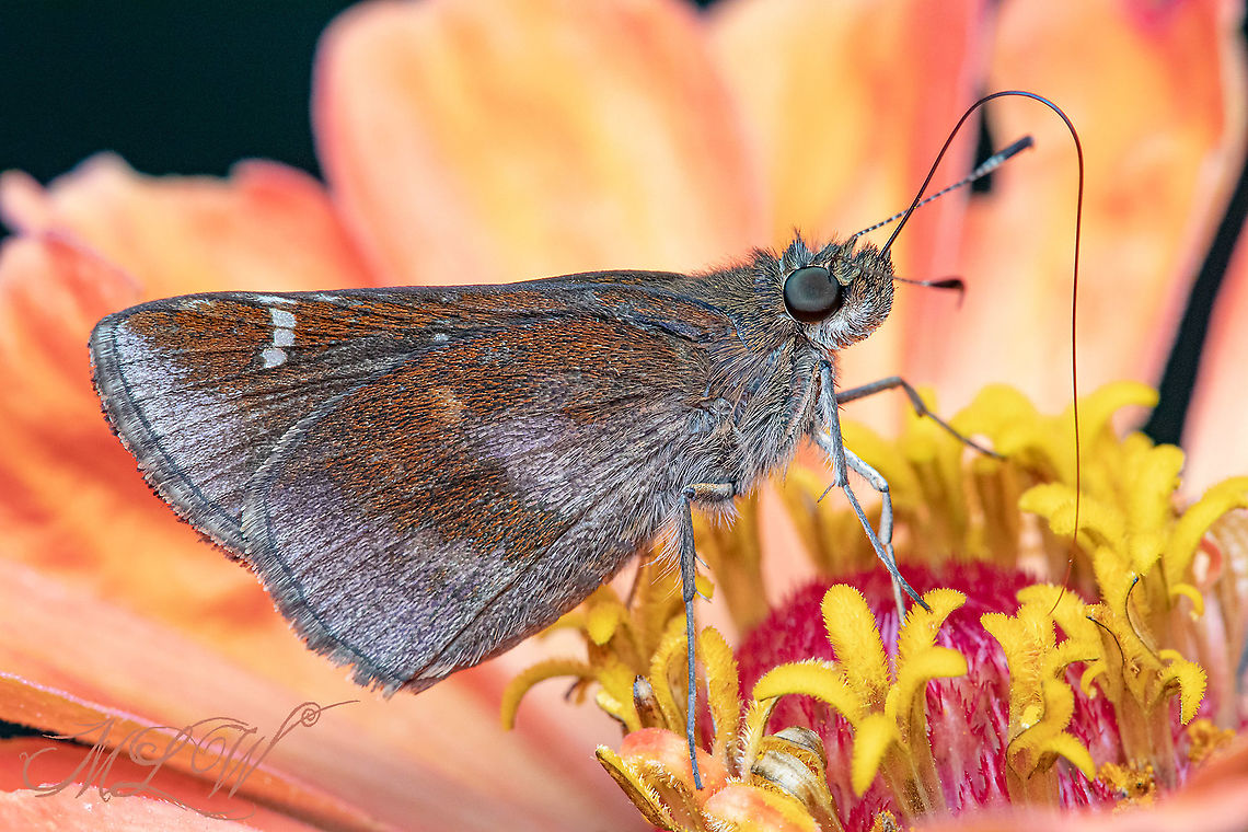 Lerema accius Clouded skipper Clouded skipper,Lerema accius