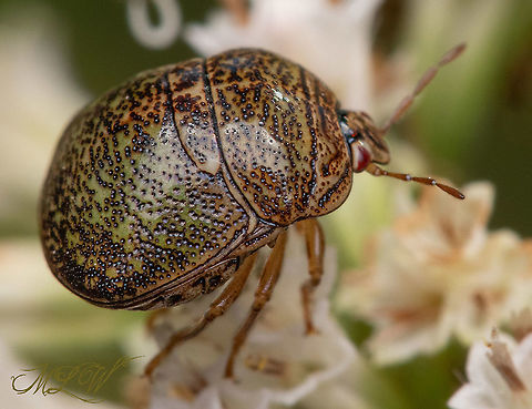 Megacopta cribraria Kudzu bug - Megacopta cribraria

https://www.jungledragon.com/image/102739/megacopta_cribraria.html Fall,Geotagged,Kudzu bug,Megacopta cribraria,United States,globular stink bug,lablab bug,plataspid
