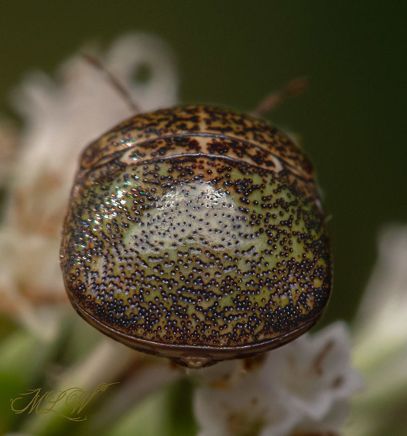 Megacopta cribraria Kudzu bug - Megacopta cribraria <br />
<br />
<figure class="photo"><a href="https://www.jungledragon.com/image/102738/megacopta_cribraria.html" title="Megacopta cribraria"><img src="https://s3.amazonaws.com/media.jungledragon.com/images/4526/102738_thumb.jpg?AWSAccessKeyId=05GMT0V3GWVNE7GGM1R2&Expires=1769040010&Signature=%2BHhNnN4msWp9YGyH5ZRCbDE1Cmk%3D" width="200" height="154" alt="Megacopta cribraria Kudzu bug - Megacopta cribraria<br />
<br />
https://www.jungledragon.com/image/102739/megacopta_cribraria.html Fall,Geotagged,Kudzu bug,Megacopta cribraria,United States,globular stink bug,lablab bug,plataspid" /></a></figure> Fall,Geotagged,Kudzu bug,Megacopta cribraria,United States,globular stink bug,lablab bug,plataspid
