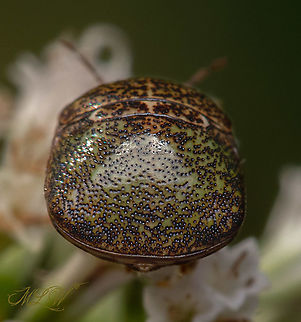 Megacopta cribraria Kudzu bug - Megacopta cribraria 

https://www.jungledragon.com/image/102738/megacopta_cribraria.html Fall,Geotagged,Kudzu bug,Megacopta cribraria,United States,globular stink bug,lablab bug,plataspid