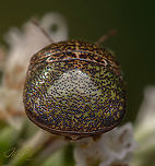 Megacopta cribraria Kudzu bug - Megacopta cribraria <br />
<br />
https://www.jungledragon.com/image/102738/megacopta_cribraria.html Fall,Geotagged,Kudzu bug,Megacopta cribraria,United States,globular stink bug,lablab bug,plataspid