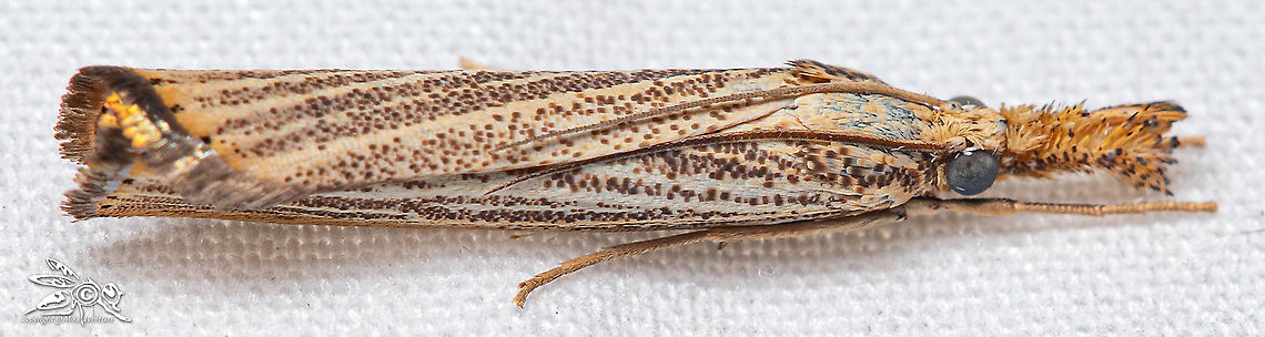 Agriphila vulgivagellus Vagabond Sod Webworm Moth Agriphila,Agriphila vulgivagellus,Crambinae,Lepidoptera,USA,Vagabond Crambus,Vagabond Sod Webworm Moth,macro,moth,porch light
