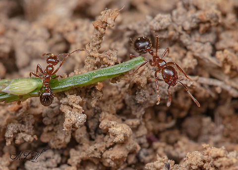 Solenopsis invicta Red imported fire ant Red imported fire ant,Solenopsis invicta,USA,invasive,mound building,non-native