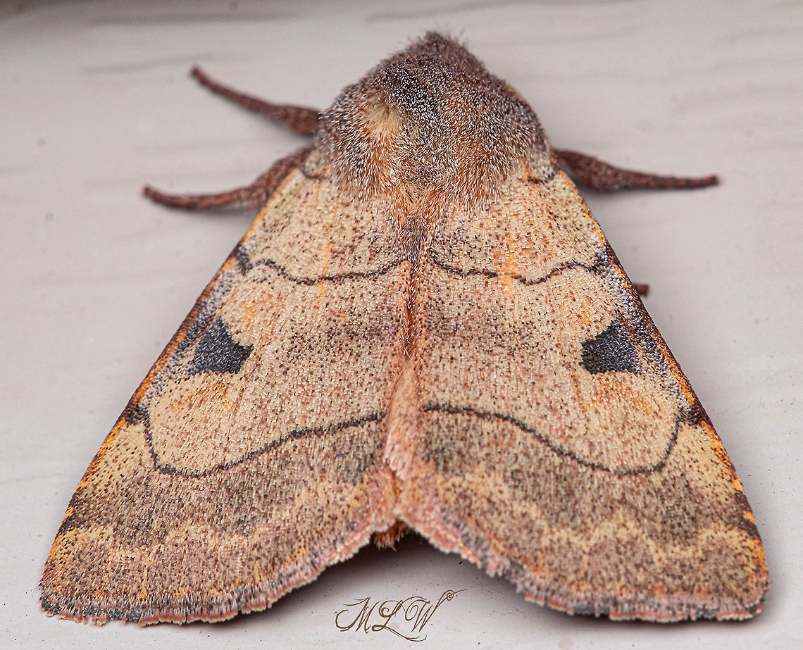 Choephora fungorum Bent-lined Dart  Bent-lined Dart,Choephora fungorum,Lepidoptera,moth