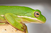Hyla cinerea American green tree frog<br />
https://www.jungledragon.com/image/102784/hyla_cinerea.html American green tree frog,Hyla cinerea