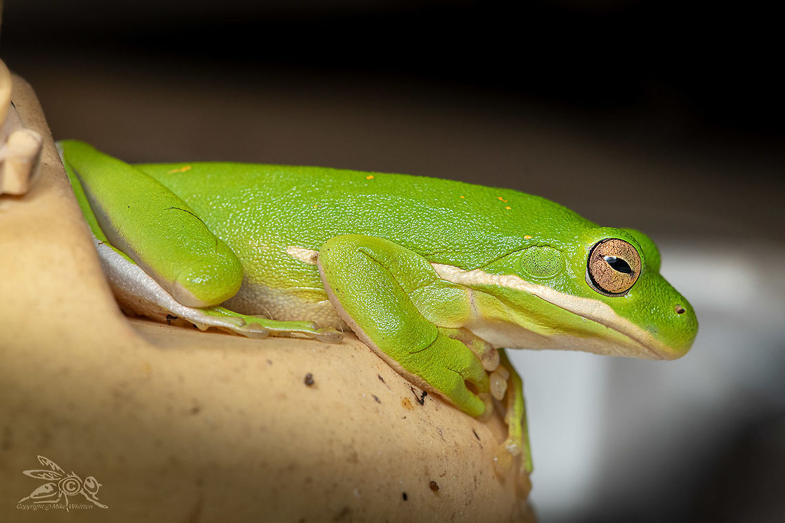 Hyla cinerea American green tree frog<br />
<figure class="photo"><a href="https://www.jungledragon.com/image/102783/hyla_cinerea.html" title="Hyla cinerea"><img src="https://s3.amazonaws.com/media.jungledragon.com/images/4526/102783_thumb.jpg?AWSAccessKeyId=05GMT0V3GWVNE7GGM1R2&Expires=1770854410&Signature=hOx%2FMluvdKffFUiMjeXbVJXJ9jM%3D" width="200" height="134" alt="Hyla cinerea American green tree frog<br />
https://www.jungledragon.com/image/102784/hyla_cinerea.html American green tree frog,Hyla cinerea" /></a></figure> American green tree frog,Hyla cinerea