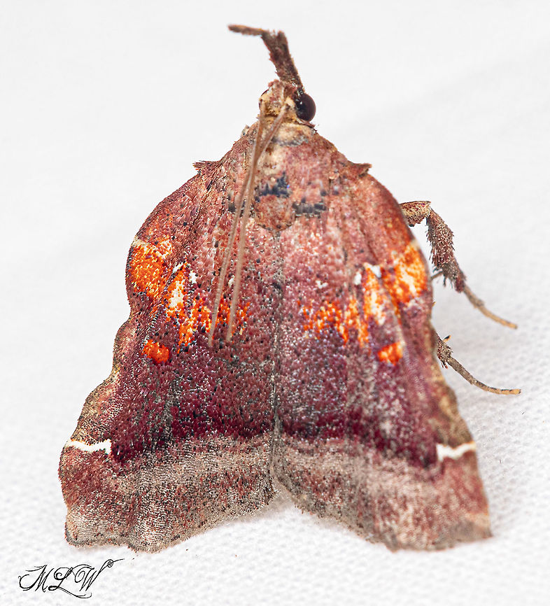 Clydonopteron sacculana Trumpet Vine Moth<br />
 Clydonopteron sacculana,Trumpet Vine Moth,United States,macro,moth,usa