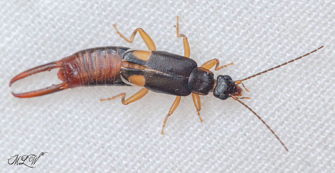 Vostox brunneipennis Little Earwigs Family Spongiphoridae,Little Earwigs,Vostox brunneipennis