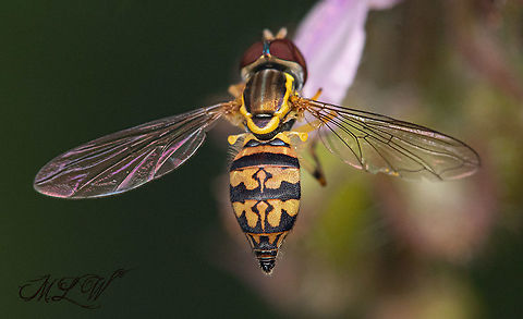 Toxomerus geminatus Eastern Calligrapher Eastern Calligrapher,Hover Flies,Syrphidae,Toxomerus geminatus