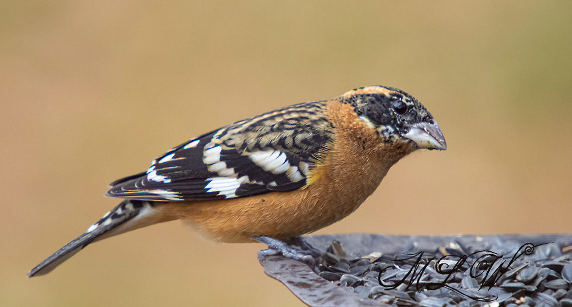 Black-headed Grosbeak This bird is way out of it&#039;s normal range, 500+ miles east of where it normally should be. They are seen this far east but are rare. Black-headed Grosbeak,Fall,Geotagged,Pheucticus melanocephalus,United States