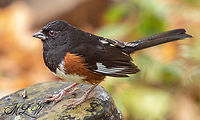 Eastern Towhee - male (Pipilo erythrophthalmus) Eastern Towhee - female<br />
https://www.jungledragon.com/image/105129/eastern_towhee_-_female.html Eastern Towhee,Pipilo erythrophthalmus