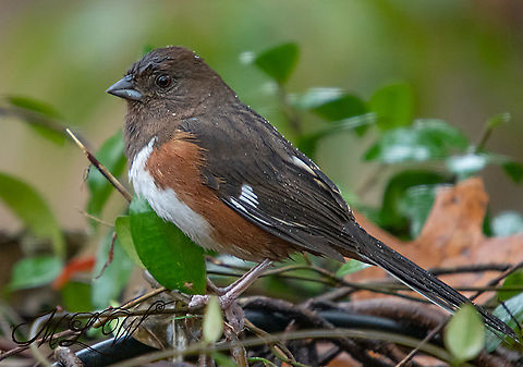 Eastern Towhee
