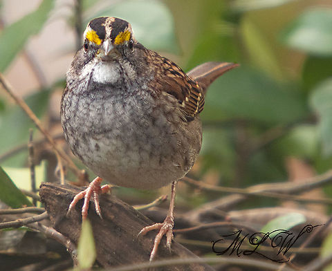 White-throated sparrow  White-throated sparrow,Zonotrichia albicollis