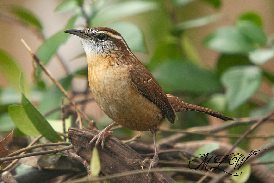 Thryothorus ludovicianus Carolina Wren Carolina Wren,Thryothorus ludovicianus