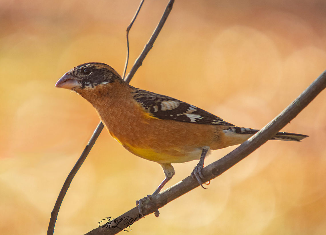 Pheucticus melanocephalus - Black-headed Grosbeak  Black-headed Grosbeak,Fall,Geotagged,Pheucticus melanocephalus,United States