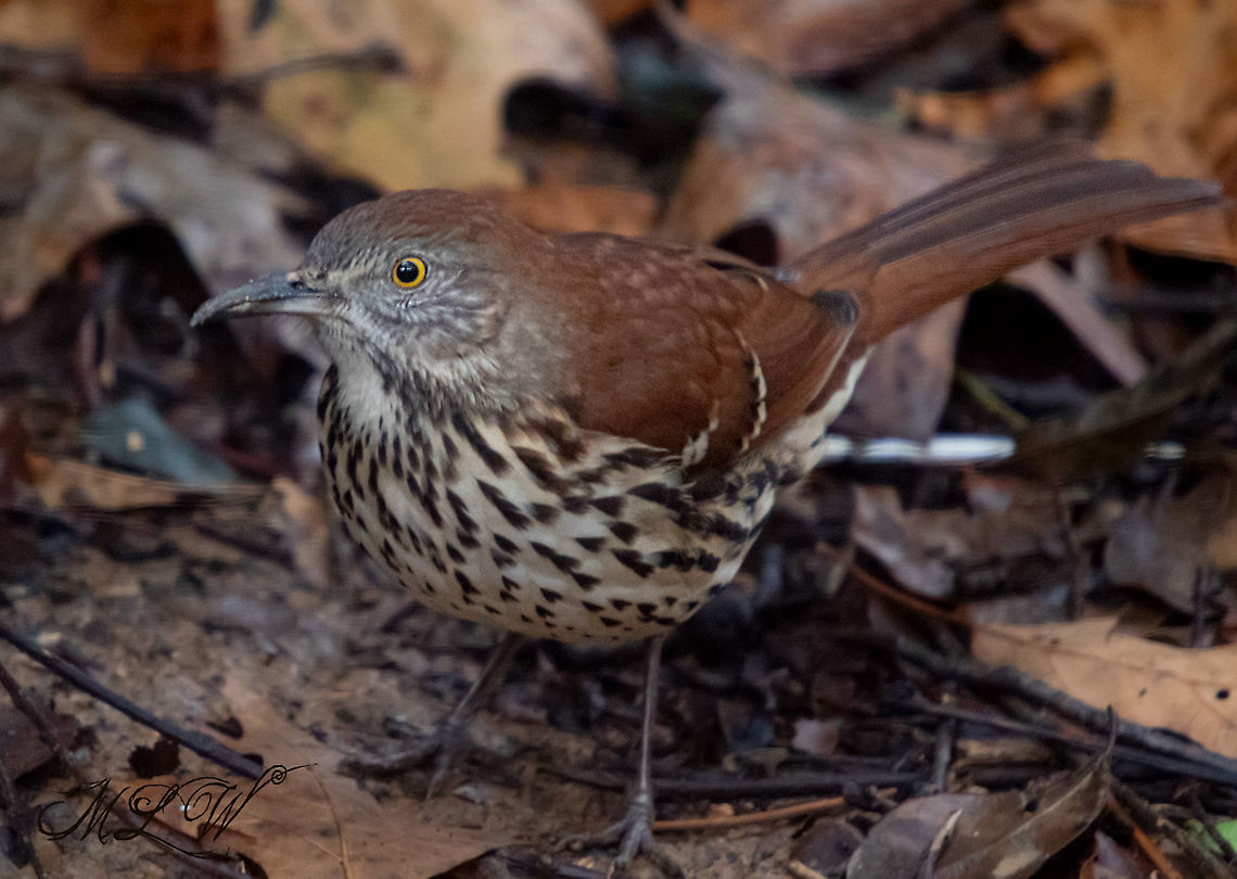 Toxostoma rufum Brown Thrasher Brown Thrasher,Toxostoma rufum