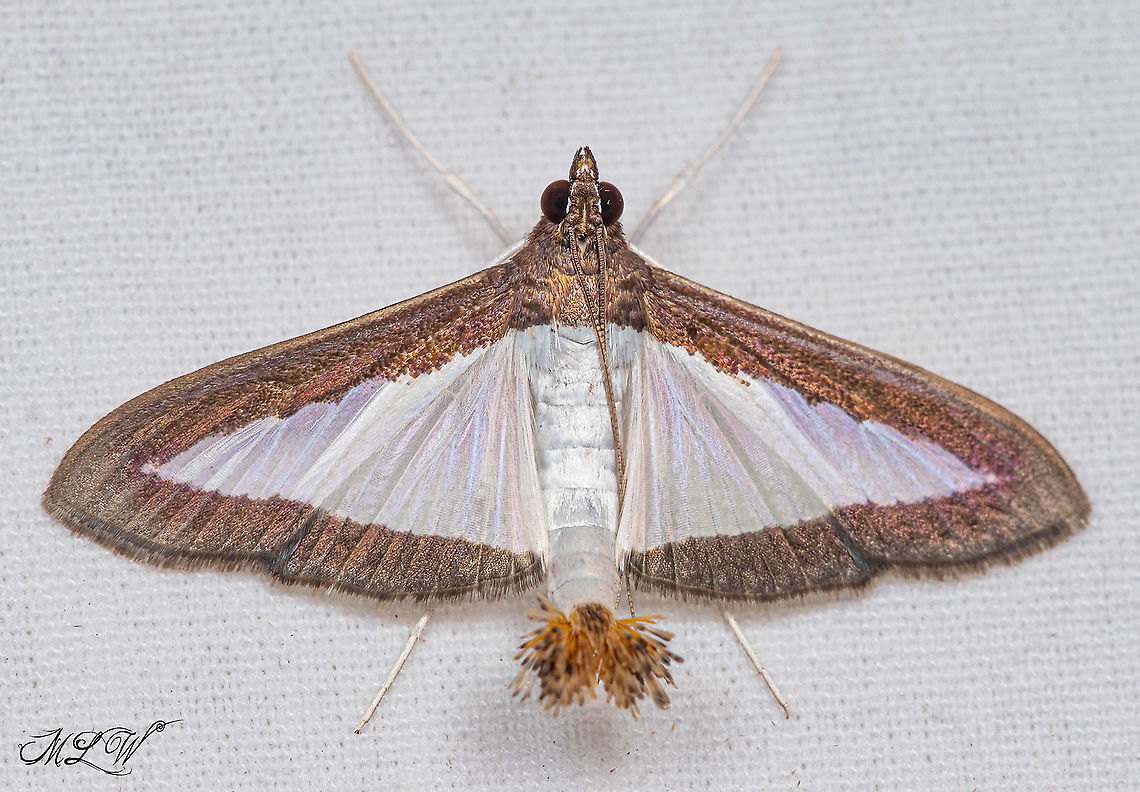 Diaphania hyalinata Melonworm Moth Diaphania hyalinata,Melonworm Moth