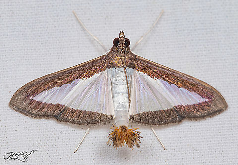 Diaphania hyalinata Melonworm Moth Diaphania hyalinata,Melonworm Moth