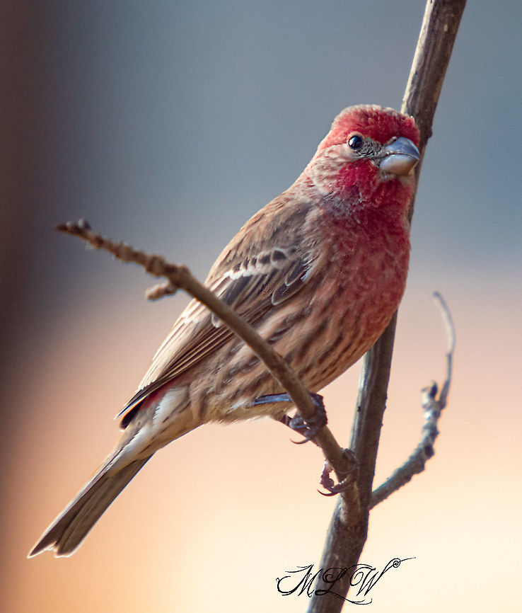 Carpodacus mexicanus House Finch Carpodacus mexicanus,House Finch