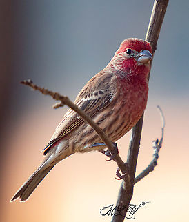 Carpodacus mexicanus House Finch Carpodacus mexicanus,House Finch