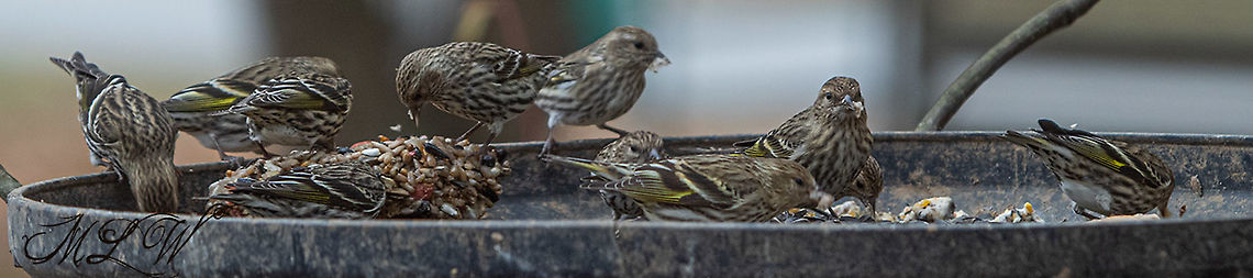 Spinus pinus Pine siskin Pine siskin,Spinus pinus