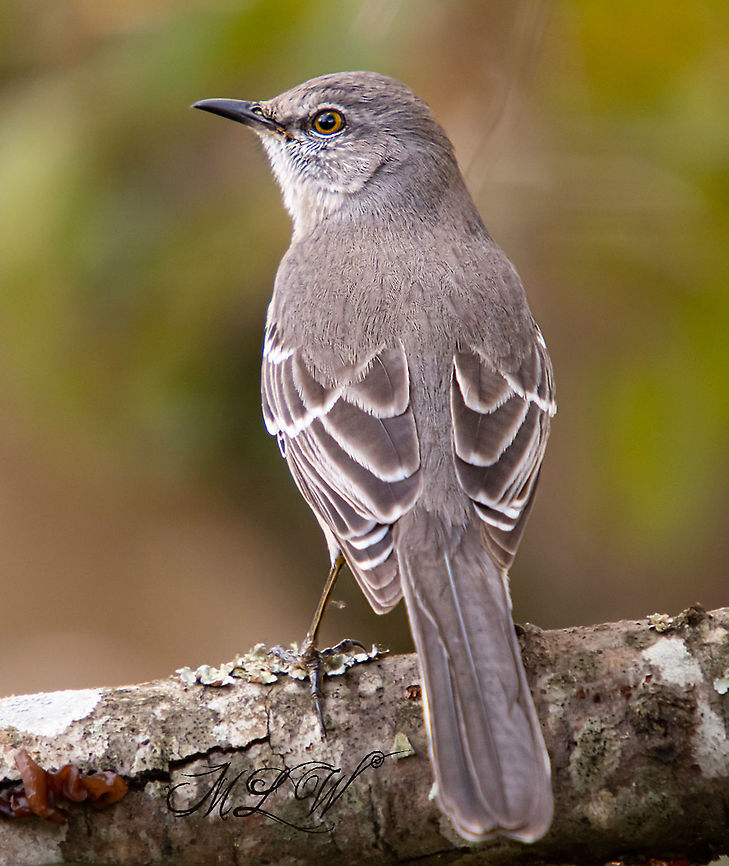 Mimus polyglottos Northern Mockingbird Mimus polyglottos,Northern Mockingbird