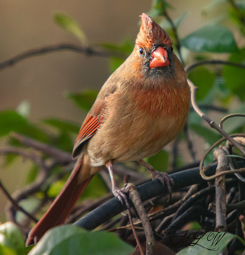 Cardinalis cardinalis Northern Cardinal Cardinalis cardinalis,Northern Cardinal