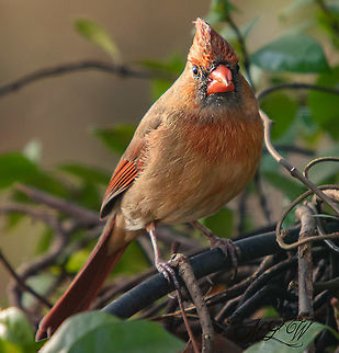 Cardinalis cardinalis Northern Cardinal Cardinalis cardinalis,Northern Cardinal