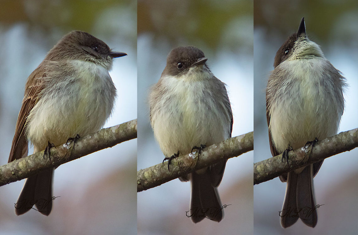 Sayornis phoebe Eastern Phoebe Eastern Phoebe,Sayornis phoebe