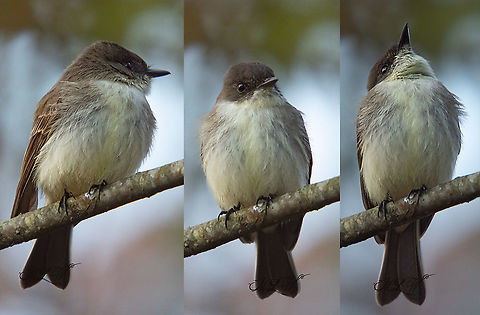 Sayornis phoebe Eastern Phoebe Eastern Phoebe,Sayornis phoebe