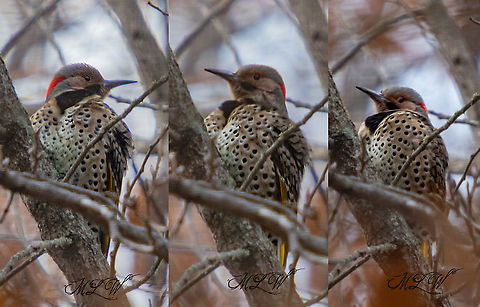 Colaptes auratus Northern Flicker Colaptes auratus,Northern Flicker