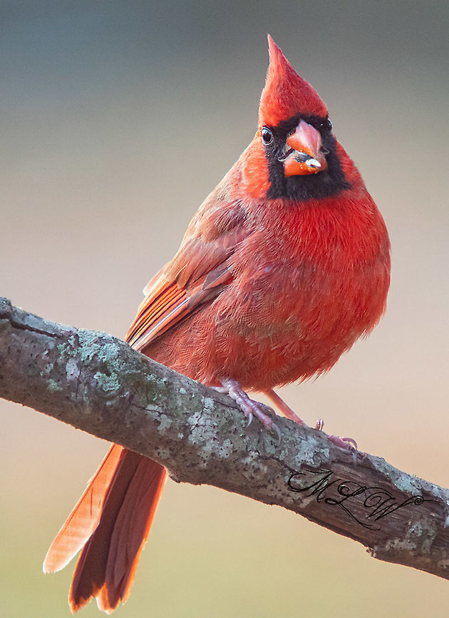 Cardinalis cardinalis Northern Cardinal Cardinalis cardinalis,Northern Cardinal