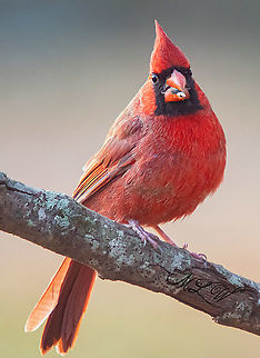 Cardinalis cardinalis Northern Cardinal Cardinalis cardinalis,Northern Cardinal