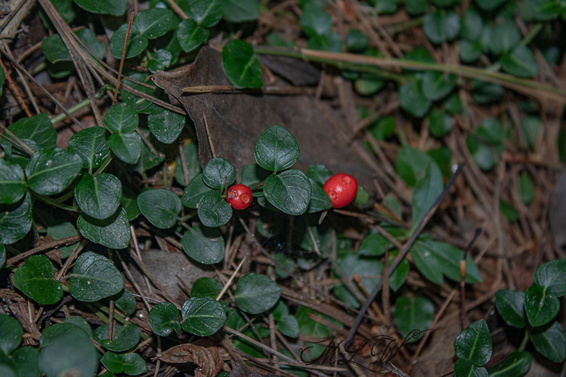 Mitchella repens Partridge berry Mitchella repens,Partridge berry