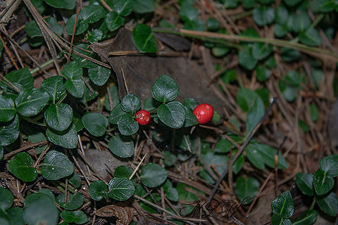 Mitchella repens Partridge berry Mitchella repens,Partridge berry