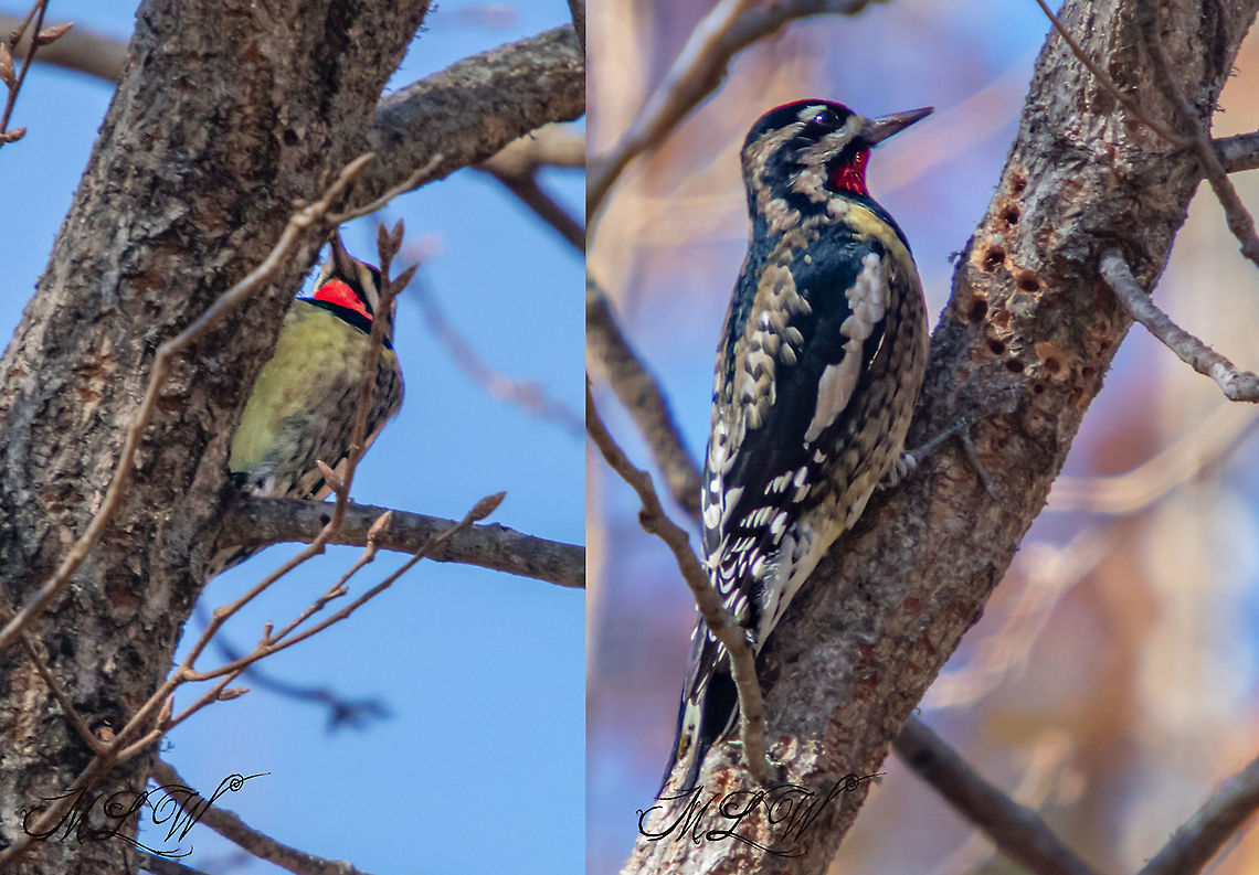 Sphyrapicus varius Yellow-bellied sapsucker Sphyrapicus varius,Yellow-bellied sapsucker