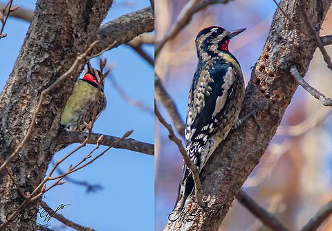 Sphyrapicus varius Yellow-bellied sapsucker Sphyrapicus varius,Yellow-bellied sapsucker