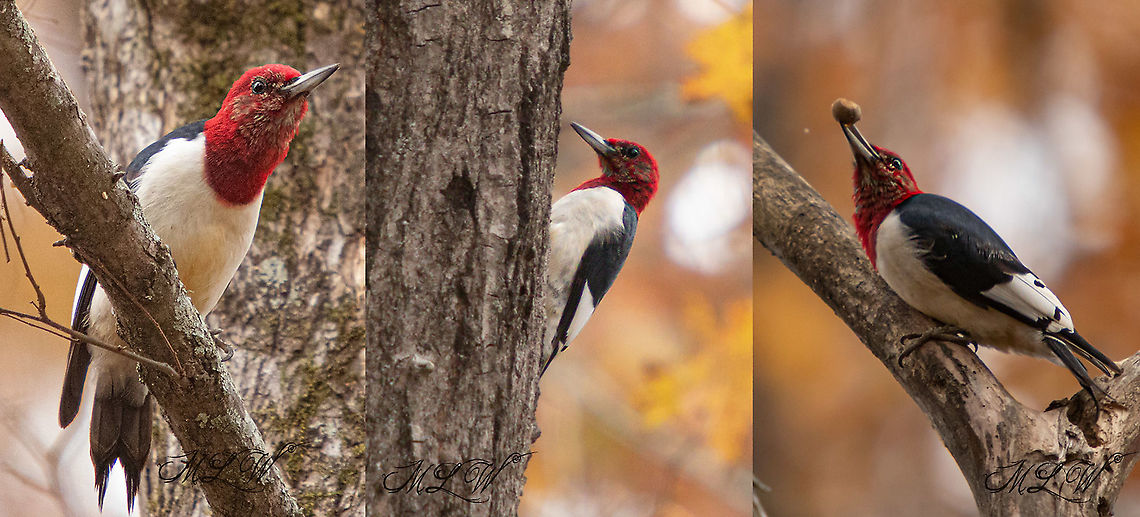 Melanerpes erythrocephalus Red-headed Woodpecker Melanerpes erythrocephalus,Red-headed Woodpecker