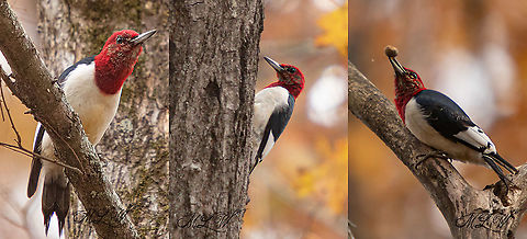 Melanerpes erythrocephalus Red-headed Woodpecker Melanerpes erythrocephalus,Red-headed Woodpecker