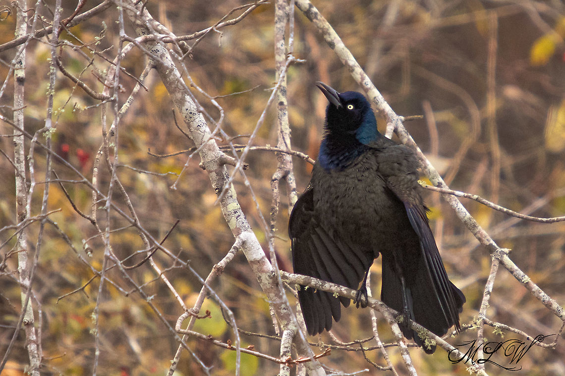 Quiscalus quiscula Common Grackle Common Grackle,Quiscalus quiscula